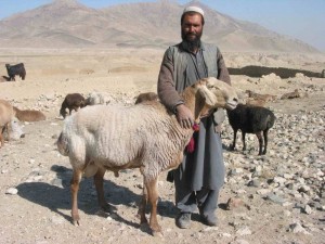 Создать мем: гиссарская порода овец, мясо сальные породы овец, афганистан