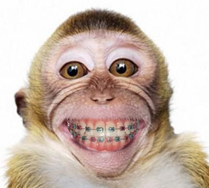 Создать мем: улыбающиеся животные, смешные морды животных, смешные морды обезьян