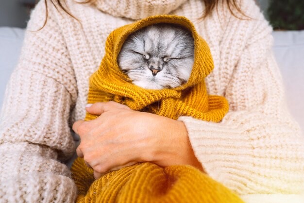 Создать мем: красивые коты, кошечка, котенок в полотенце