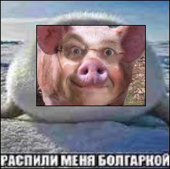 Создать мем: чушка свинья, смешные свиньи, свинья хряк
