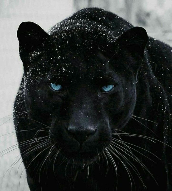 Create meme: cougar is a black cat with blue eyes, black panther, panther with blue eyes