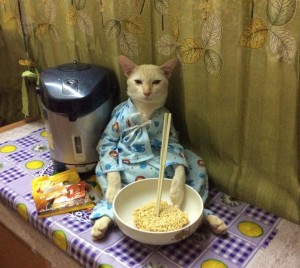 Создать мем: кошечка, завтрак с котом, котики и еда