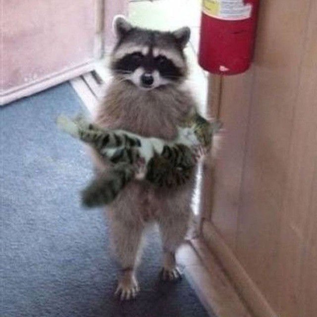 Create meme: funny raccoons , a raccoon with a cat on hands, the raccoon is small