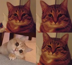 Create meme: meme cat, Cat, cat