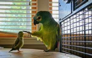 Создать мем: животные попугай, попугайчики, венесуэльский амазон попугай