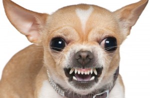 Create meme: Chihuahua, evil Chihuahua