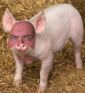 Create meme: pork home, domuz, pink pig