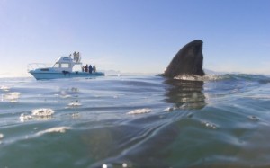 Создать мем: карибское море, тихий океан, white shark