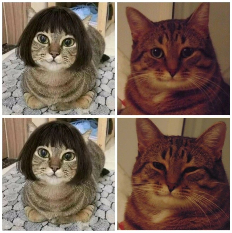 Создать мем: мем кошка, довольный кот мем, мемы с котиками
