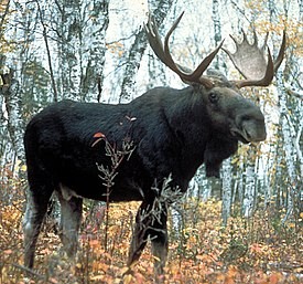 Create meme: elk and deer, wild elk, moose