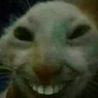 Создать мем: кот в шоке мем, кот с улыбкой мем с зубами, кот с зубами мем