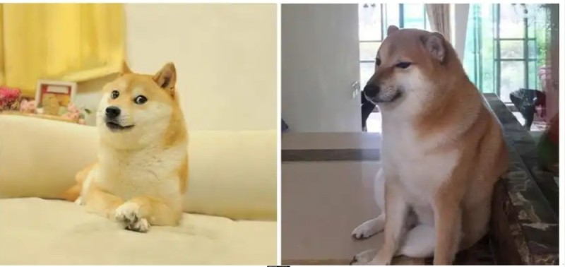 Create meme: dog meme , Shiba inu memes, dog Shiba inu