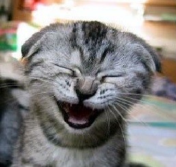 Создать мем: смеющийся котенок заразительный смех, смеющийся плачущий кот, кот