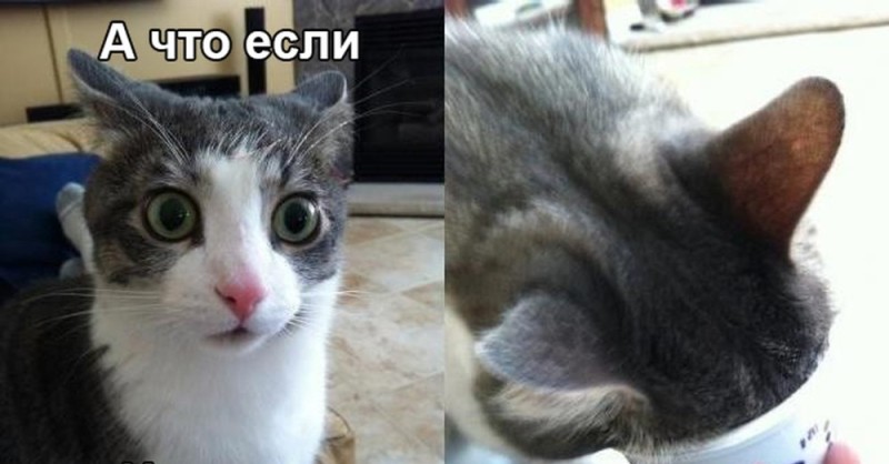 Создать мем: кот бред, кот в сметане мем, кот да мем