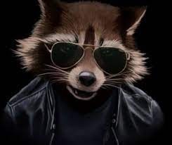 Create meme: sly raccoon, raccoon anatomic, raccoon