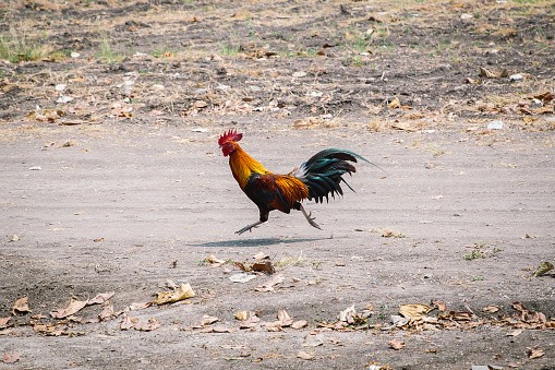 Create meme: rooster , beautiful cock , Kauai island roosters
