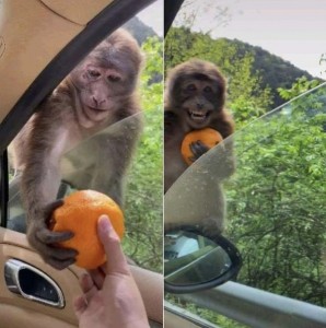 Создать мем: обезьяна милая, милые обезьяны, обезьянки