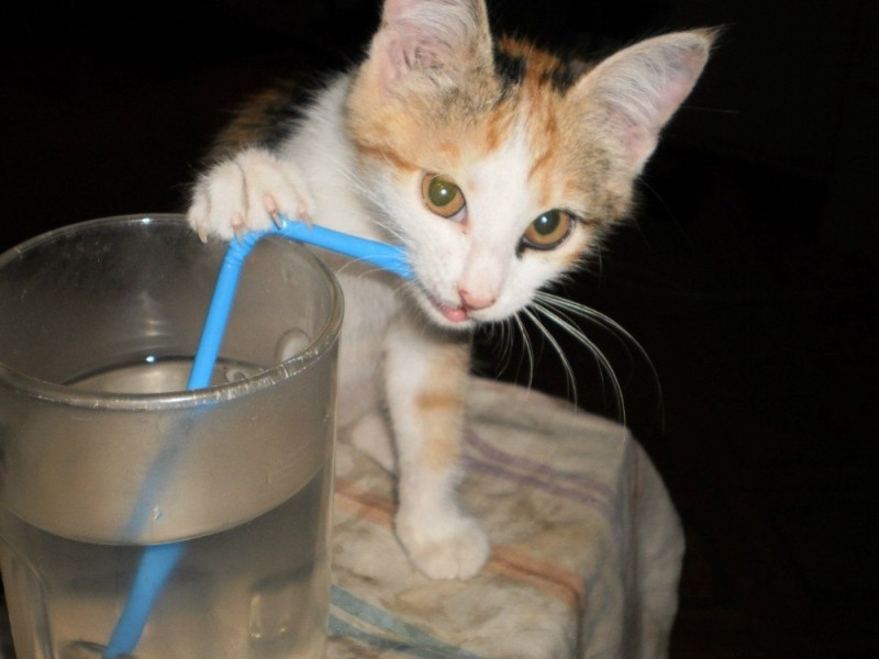 Создать мем: кот, кошка пьет воду, кот пьет
