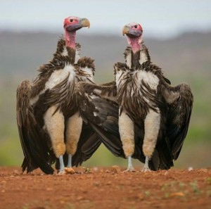 Create meme: nature, African eared vulture