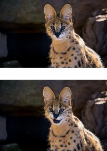 Создать мем: serval kedisi, Киска, кошки
