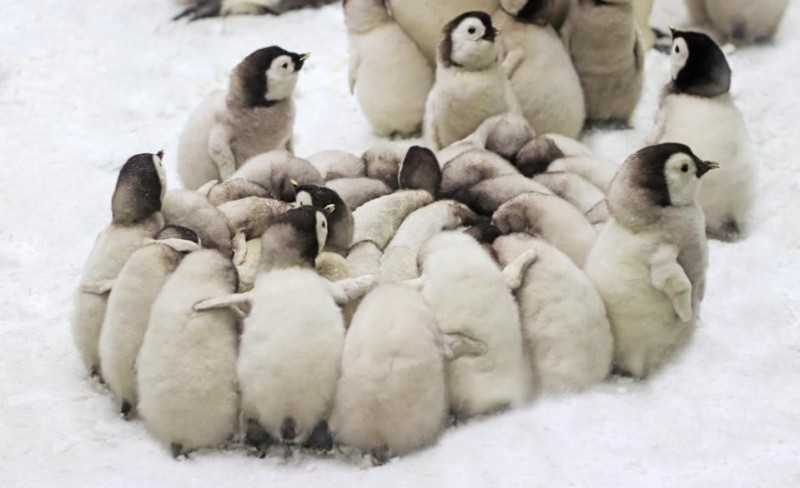 Create meme: penguin nursery, penguin and chicken, penguins penguin
