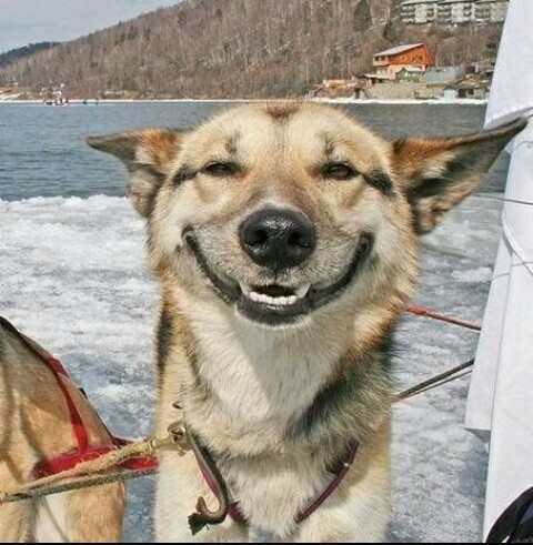 funny happy dog