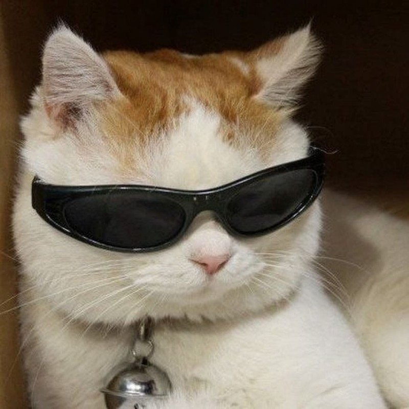 Create meme: cat with sunglasses meme, cat with black glasses