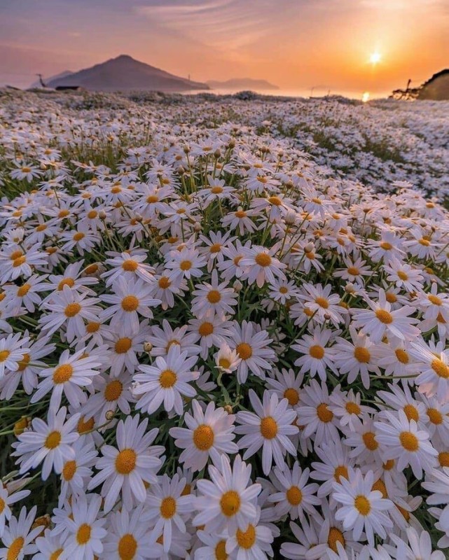 Create meme: beautiful daisies, chamomile field, a beautiful field of daisies