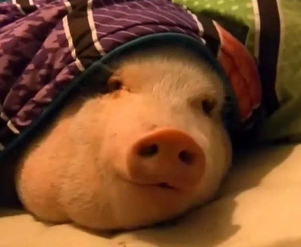 Create meme: fat animal, the pig is sleeping, sleeping pig