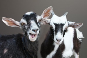 Create meme: goat animal, goat, goat