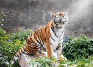 Создать мем: бенгальский тигр, амурский тигр фото, амурский тигр обои