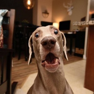 Create meme: dog, Weimaraner Harlow, dog surprised