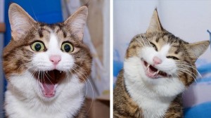 Create meme: funny cats, happy cat, the surprised cat