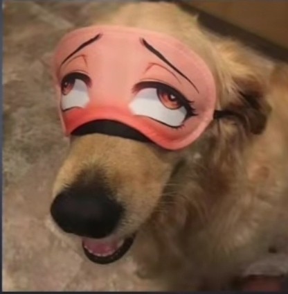 Создать мем: животные собаки, защита глаз собаке, очки для собак