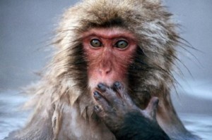 Create meme: monkey, the surprised animals, man and APE pictures