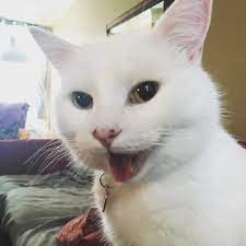 Создать мем: мем с белым котом, недовольный белый кот, кот