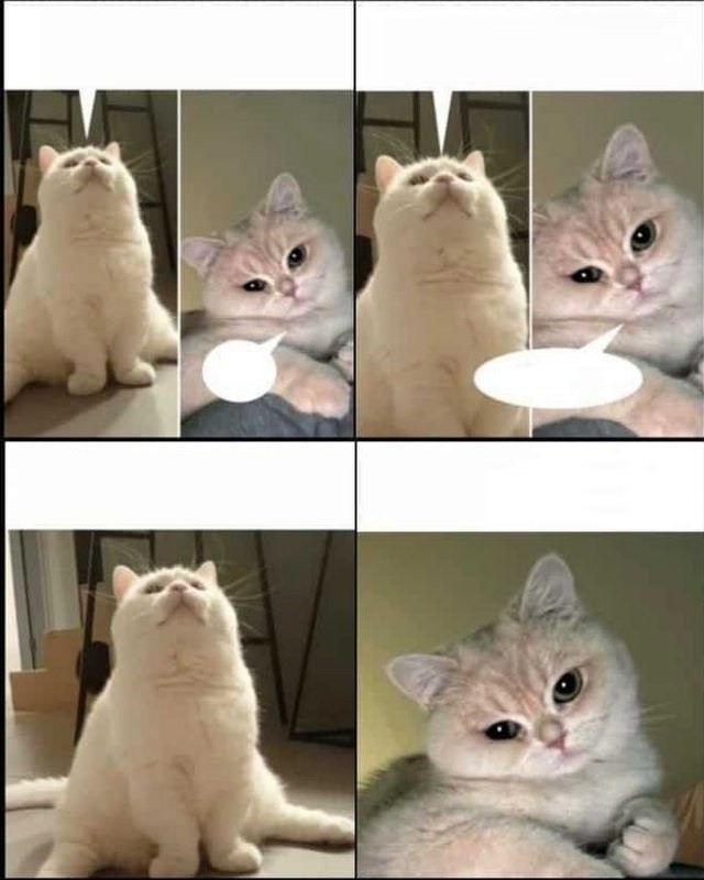 Create meme: memes , cat , meme of cute cat