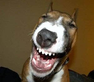 Create meme: smiling dog, dog smile, bull Terrier dog