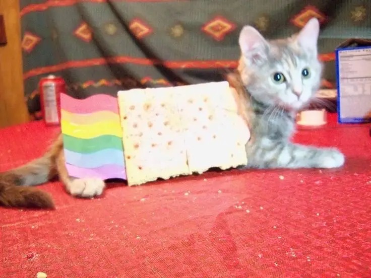 Create meme: cat on the rainbow, cat with a rainbow, rainbow cats