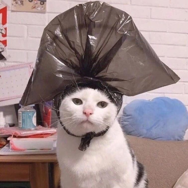 Создать мем: смешные коты, кошка, коты с пакетом на голове