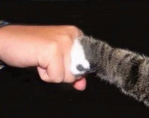 Create meme: cat cat, cats, cat's paw