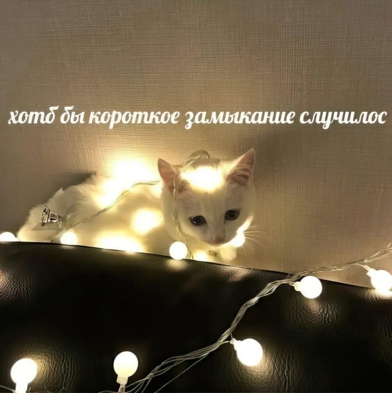 Create meme: cat in Christmas lights, cat , cat 