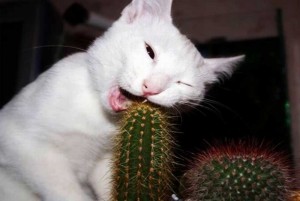 Create meme: the cat eats cactus