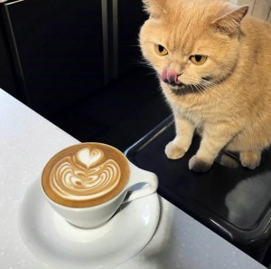 Создать мем: cat, утро хорошее, доброе утро шоколад