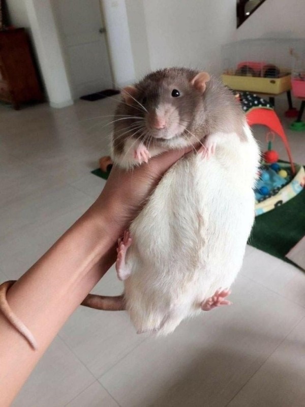 Create meme: rats Dumbo, pet rat, dumbo's pet rat