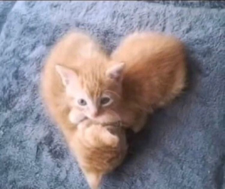 Создать мем: рыжая кошка, рыжие сибирские котята 1мес, котик
