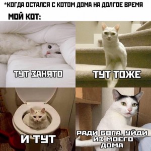 Создать мем: приколы коты, мем котэ, мем про голодных котов