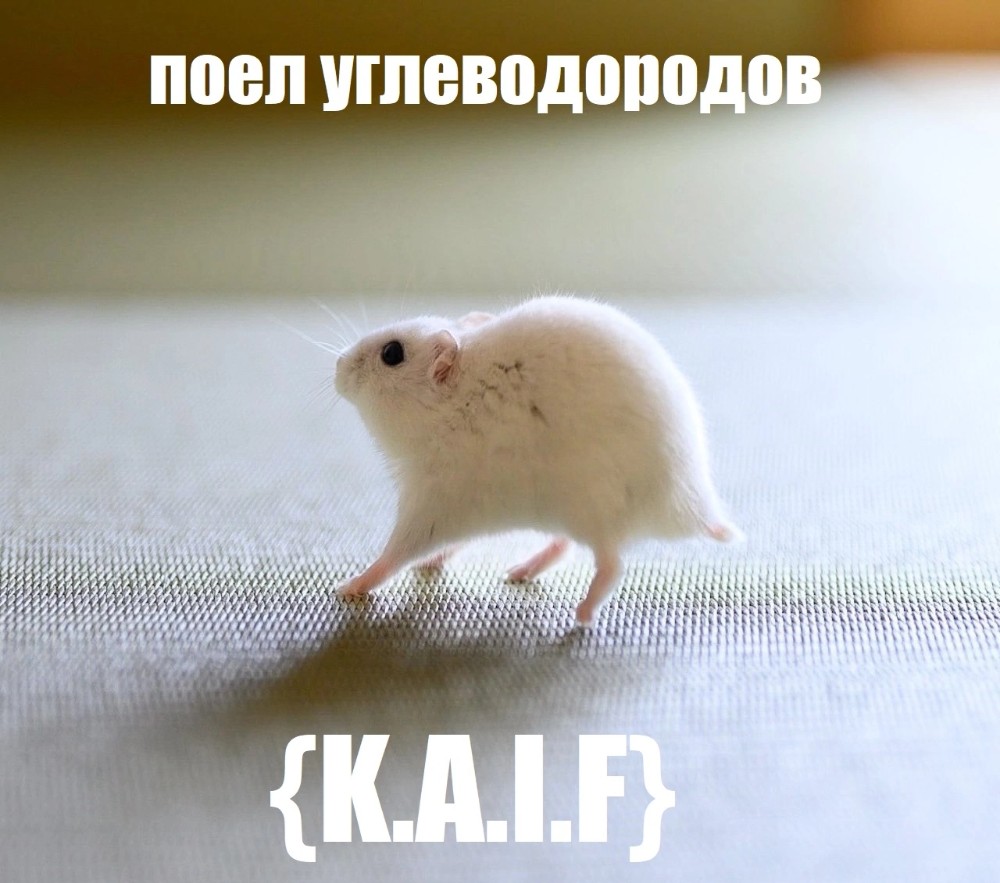 Create meme: mouse rat, mouse gerbil, hamster 