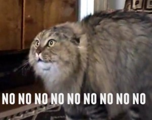 Create meme: meme cat nonono, no no no, oh no no no cat