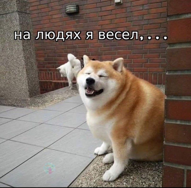 Create meme: akita inu, shiba inu , Shiba inu Akita inu